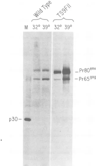 TABLE 3. XCplaque assay on temperature-sensitivevirus harvested at 32°C