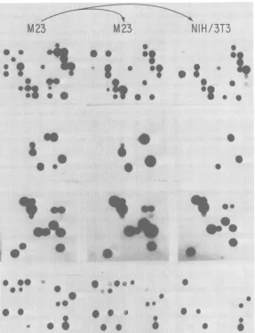 FIG. 7.freshreversevirus Isolation of host range mutants. M23 cells were infected with M-MuLV, cloned, and assayed for transcriptase (left panels)