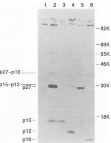 FIG.1.min,rumrum.asLaneantiserum;virusEachand150,000labeledlow-molecular-weight follows: Immunoprecipitation of rat type C virus proteins