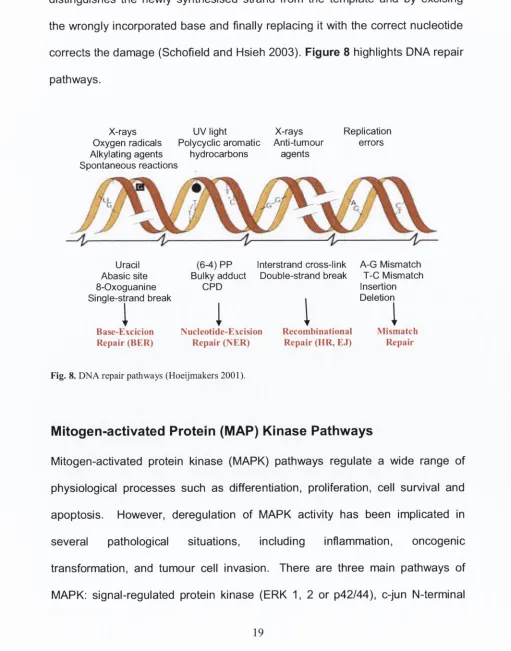 Fig. 8. DNA repair pathways (Hoeijmakers 2001).