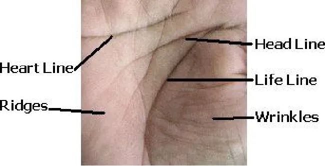 Figure 3: Palmprint Line Features 
