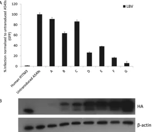 FIG 3 An increase in the expression of chIFITM3 is associated with a decrease in viral infection