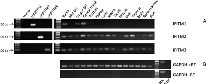 FIG 6 Differential expression of chIFITM transcripts in chicken tissues. Expression levels of IFITM1, -2, and -3 were determined by RT-PCR across a range ofchicken tissues (A) and compared to the expression level of GAPDH (B)