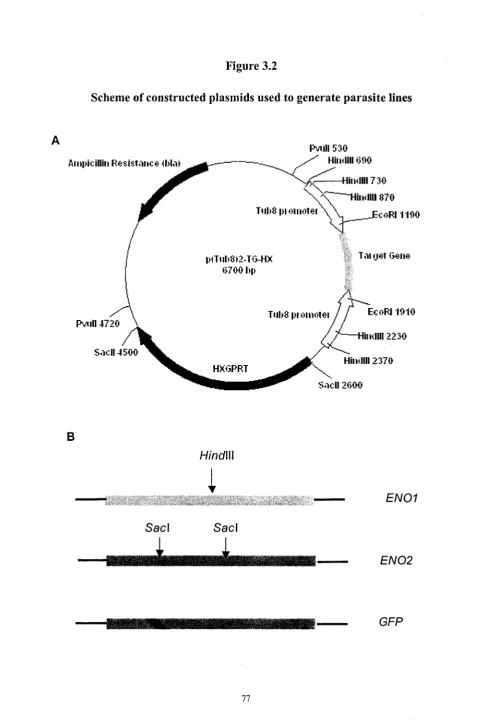 Figure 3.2Scheme of constructed plasmids used to generate parasite lines