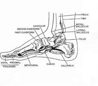 Figure 2-1.  Side view of the right foot. 