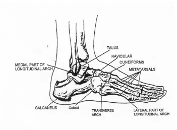 Figure 2-2.  Top view of the right foot.  