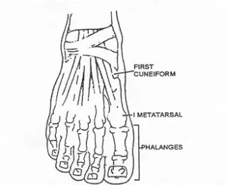 Figure 2-4.  Front view of superficial muscles that move the foot and toes.   