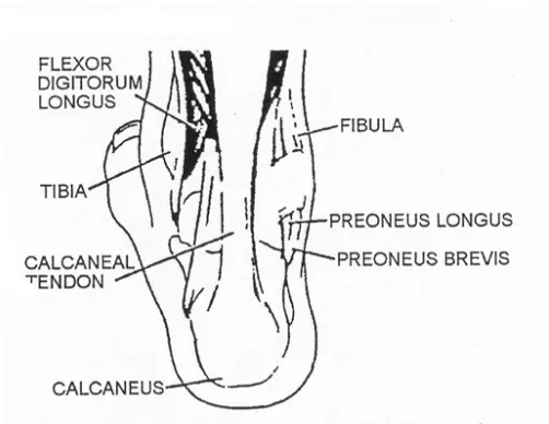 Figure 2-6.  Back view of superficial muscles that move the foot and toes. 