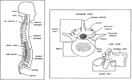 Figure 2-1.  The spinal column and a typical thoracic vertebra. 