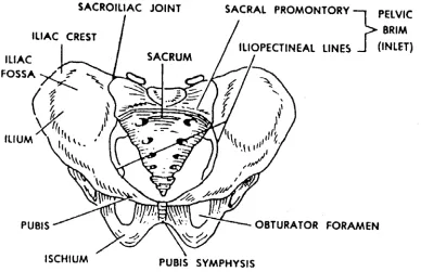 Figure 3-4.  Pelvis showing the ischium. 