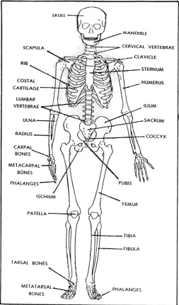 Figure 1-1.  The human skeleton (anterior view). 