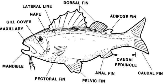 Figure 1-1.  External Identification Features of Fish