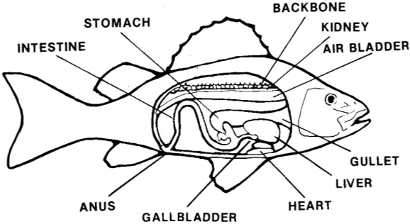 Figure 1-2.  Internal features of fish.