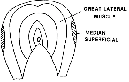 Figure 1-3.  Muscles of Fish, Cross-Sectional Cut.