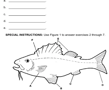 Figure 1.  External features of fish.