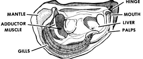 Figure 2-2.  Internal Features of Oysters.
