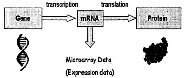 Figure 1.1: The process of gene expression.