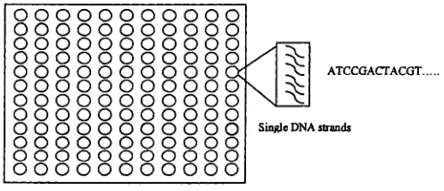 Figure 1.2: DNA microarray.