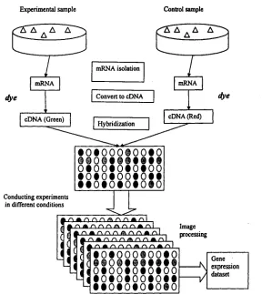 Figure 1.3: Collecting gene expression data in cDNA micorarray experiments.