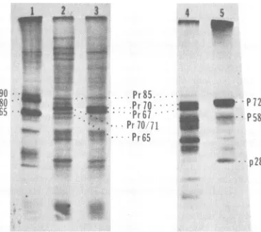 FIG. 1.for5with11Cultures and represents Synthesis and cleavage of BaEV and HL23Vprecursor polyproteins
