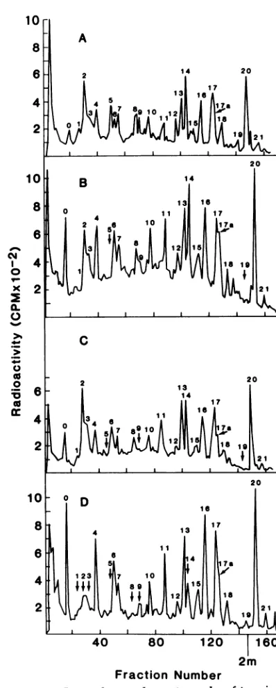 FIG. 5.pyridineBaEV(A),digestedbarThe Ion-exchange chromatography of trypsin- [3HJleucine-labeled Pr7O-71""' from CT/m7- A204/1m7-EaEV (B), and 7573HL23eV(C).peptides are numbered for reference, and a heavy indicates the elution of the column with 2 M acetate (11).