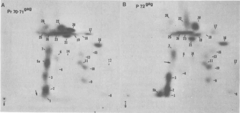 FIG. 7.(B) Two-dimensionalpeptide analysis oftrypsin-digested[3H]leucine-labeledPr70-71'" (A) andP72"w from A204/m7-BaEV cells.