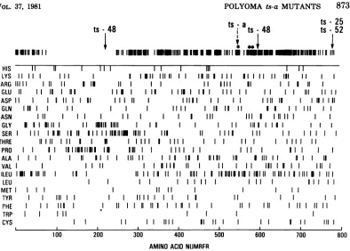 FIG. 1.mutationsareasterisksindicatesis mutated Amino acid distribution of the polyoma large T antigen