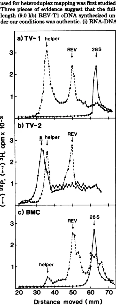 FIG. 1.RNA.released Polyacrylamidegel electrophoresis ofREV The [3HJuridine-labeled 50 to 70S virion RNAs from (a) TV-I, (b), TV-2, and (c) BMC cell