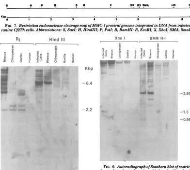 FIG. 9.matetioncated Autoradiograph ofSouthern blot ofrestric- endonuclease digestion of infected-cell and pri- DNAs