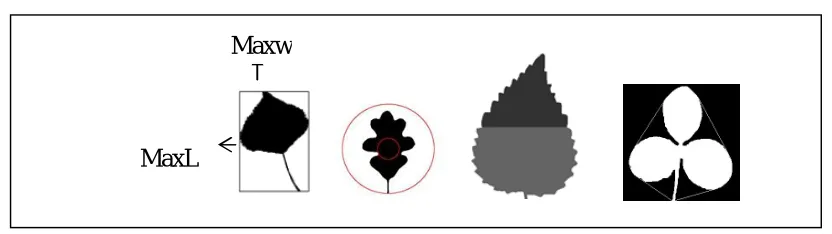 Fig. 2(a) aspect ratio,(b)sphericity, (c)Half Leaf Ratio,(d) Convex Hull       