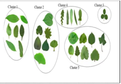 Fig 6.Cure Clustering Results for k=5 