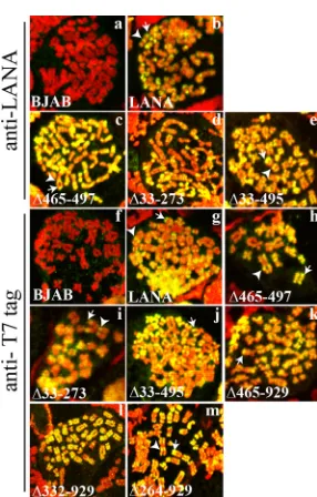 FIG 2 LANA and LANA deletion mutants associate with mitotic chromo-somes, with preferential localization to areas near centromeres and telomeres.BJAB cells alone and BJAB cells stably expressing different LANA mutants werearrested in metaphase with colcemi