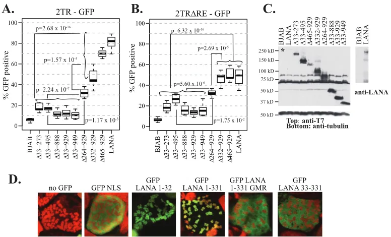 FIG 6 The unique internal LANA sequence is important for the retention of GFP expression from episomal TR-containing DNA