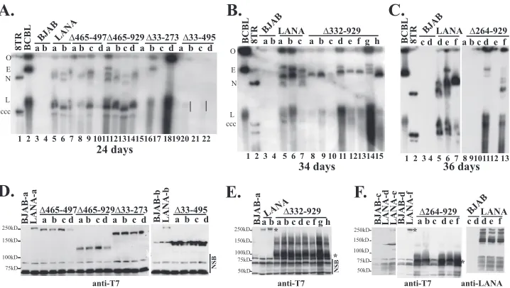 FIG 7 LANA mutants have differing levels of episome maintenance deﬁciencies as assessed by Gardella gel analyses