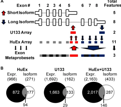 FIG 1 SplicerEX analysis of alternative mRNA expression and isoform usage.(A) Schematic of SplicerEX method used to identify alternative isoforms in ageneric mRNA