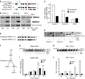 FIG 4 XBP1 alternative isoform usage and lytic reactivation. (A) Exon schematics of the XBP1 gene