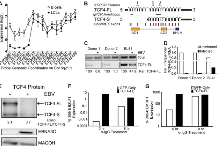 FIG 5 TCF4 alternative isoform usage and lytic reactivation. (A) Plot of expression levels of TCF4 meta-probe sets in the 5= ¡ 3= direction from left to right inB cells and LCLs
