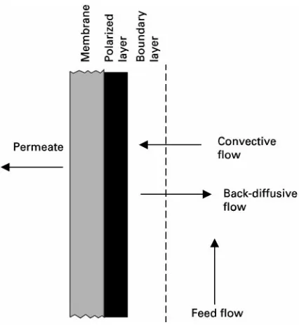Figure 5Concentration polarization in ultrafiltration.