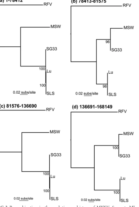 FIG 3 Recombination in the evolutionary history of MYXV. Separate MLtrees were estimated for multiple-sequence alignment of regions 1 to 78412(a), 78413 to 81575 (b), 81576 to 136690 (c), and 136691 to 168149 (d), and thelocations of the recombination brea