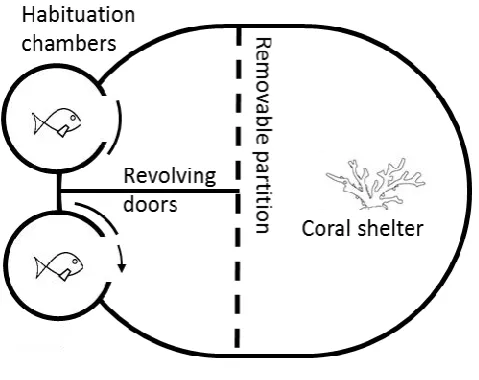 Fig 2.2. Diagram of competition arena. Size-matched pairs were placed into 