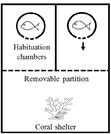 Fig 3.1. Experimental setup for competition trials. Fish began in habituation 