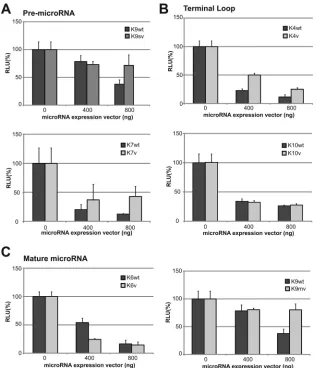 FIG 5 Luciferase-based microRNA repressor assay. The microRNA sensor vector and increasing amounts (0, 400, and 800 ng) of the microRNA expressionvector were cotransfected with 10 ng of Renilla luciferase vector for normalization into HEK293T cells