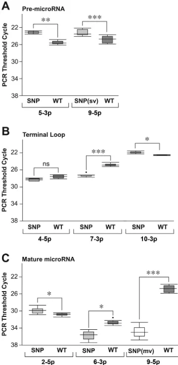 FIG 2 Box-and-whisker plots representing the0.001; ***,box. The horizontal line inside the box represents the median CT values of transducedHEK293T cells stably expressing wild-type and variant microRNA sequences.The middle 50% of the CT values, known as t