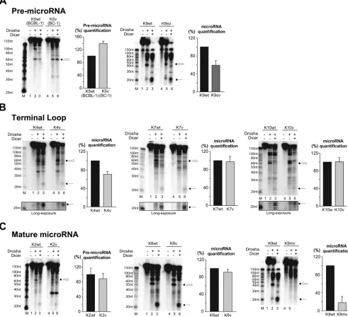 FIG 4 A. In vitro maturation assay for miR-K12-5 and -9. These microRNA variants have SNPs in pre-microRNA