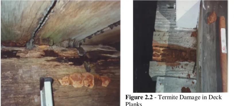 Figure 2.2 - Termite Damage in Deck 