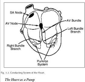Fig. 3.3. Conducting System of the Heart.