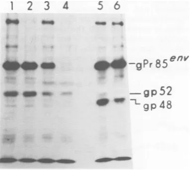 FIG. 2.Antigen-antibodywere Identification of viral proteins in clones of rat cells infected with SFFV, FMuLV, or both