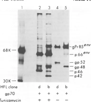 FIG. 6.cells. Viralgeneproducts in tunicamycin-treated HFL/d-NB clone A, V+gp70+ (lanes 2 and 4)