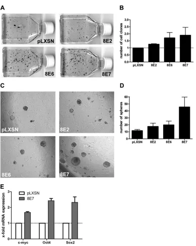 FIG 1 Clonogenic activities of HPV8 oncogene-expressing PM1 cells. (A to D) Colony formation (A, B) and sphere assays (C, D) were performed with PM1 cellsexpressing the pLXSN control or HPV8 E2, E6, or E7