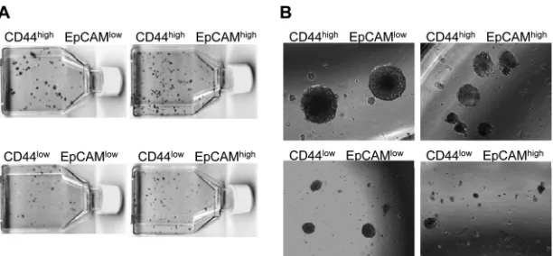 FIG 4 Cell-transforming activities of HPV8 E7-expressing cells double sorted for CD44 and EpCAM